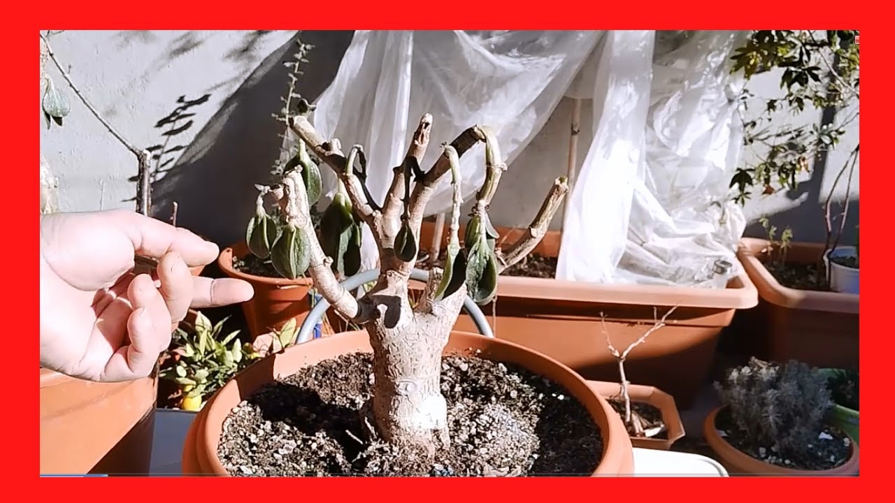 MIS JADES SE HAN CONGELADO
