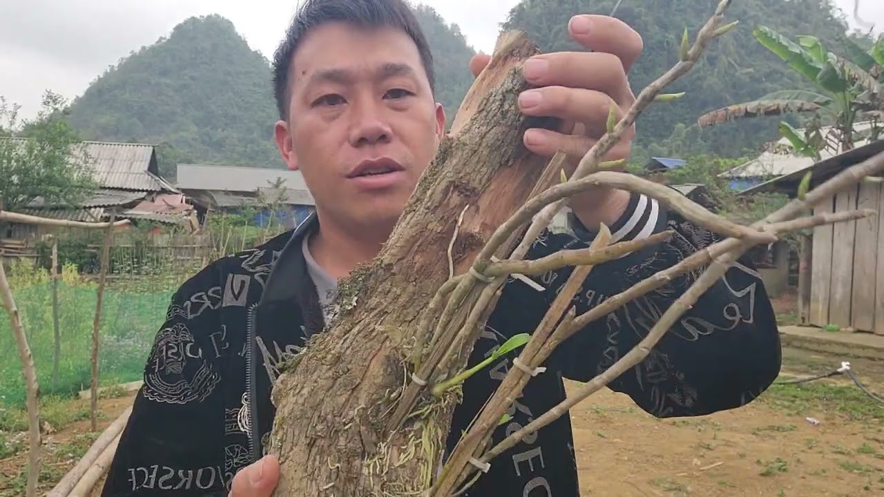 EM BÁN LAN ĐÙI GÀ VÀ KÈN ĐANG NỤ Ở TRÊN BẢN ALO 0941565904 II LAN RỪNG XANH II