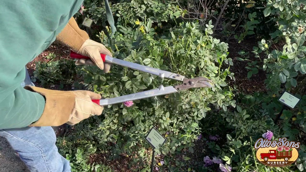 Floribunda Rose Winter Pruning