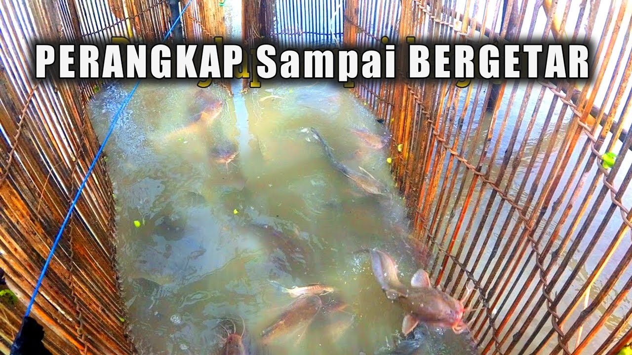 Hanya duduk santai menunggu ikan masuk sendiri perangkap ikan sembilang
