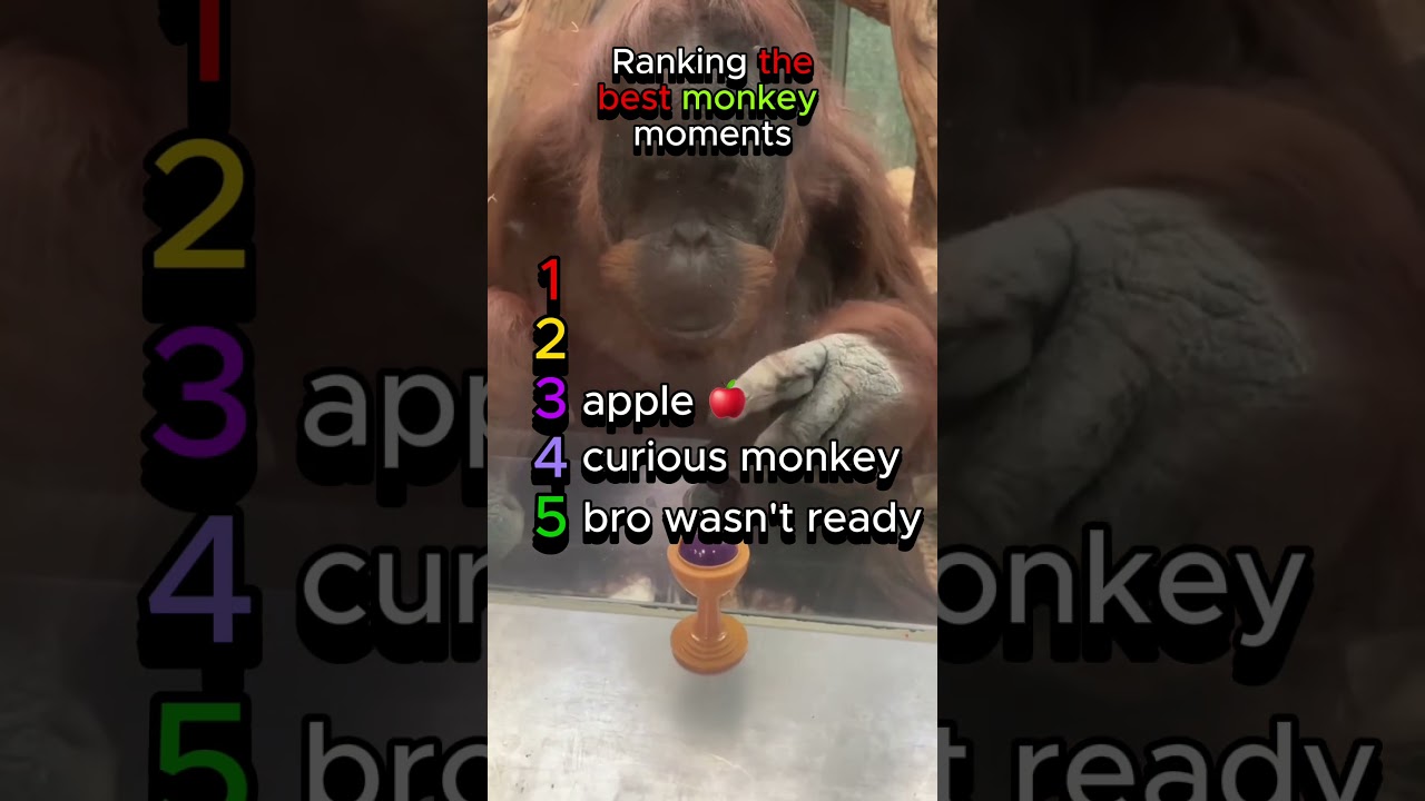Ranking the best monkey moments 🐒🍌