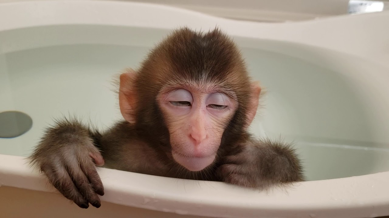 子猿　気持ちよさそうに風呂に入ってる　BABY MONKEY　बंदर