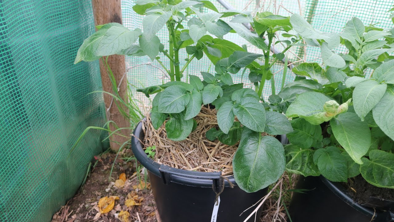 The Difference Between Determinate & Indeterminate Potatoes & How To Grow Them In Containers