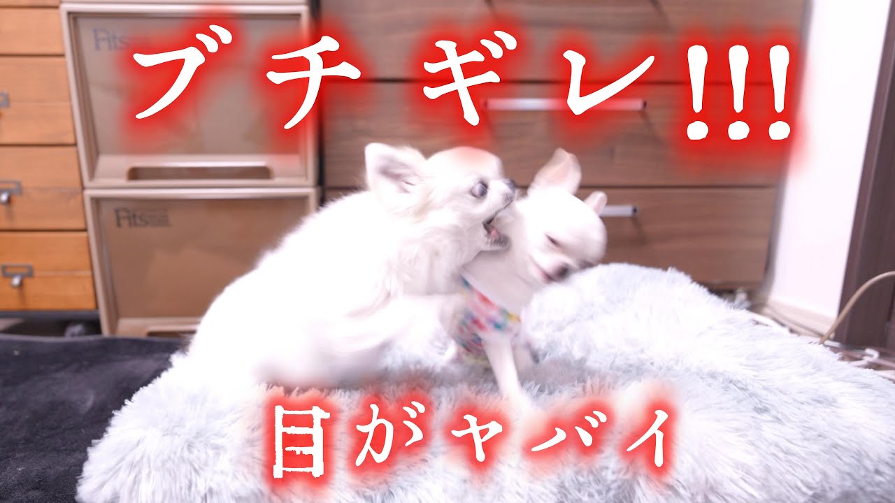 【衝撃】一瞬で修羅場に！ 8歳チワワが子犬にブチギレた衝撃の瞬間がこちら！