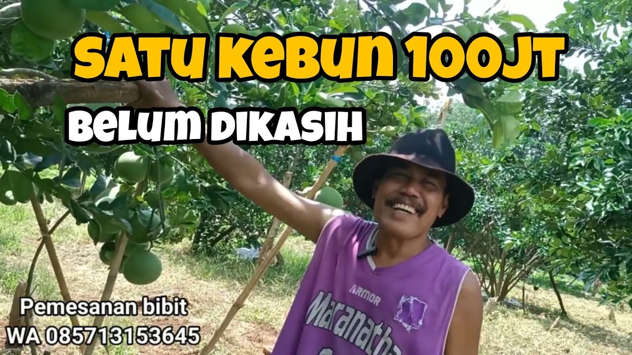 KEBUN JERUK PAMELO KINI MULAI MENUAI HASILNYA