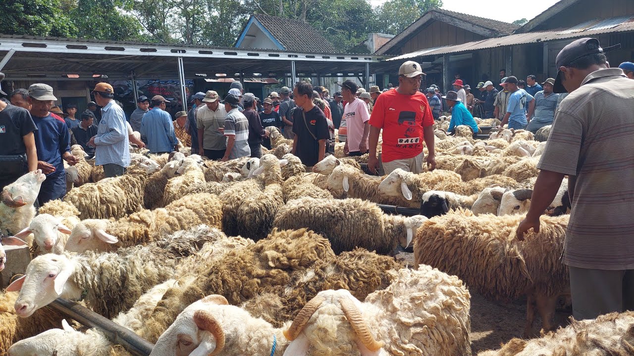BANJIR DOMBA KELUH KESAH PEDAGANG DOMBA DI PASAR INI BUKA RIVIEW HARGA