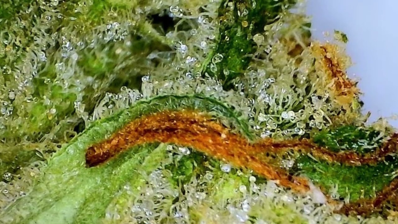 Blackberry Kush
