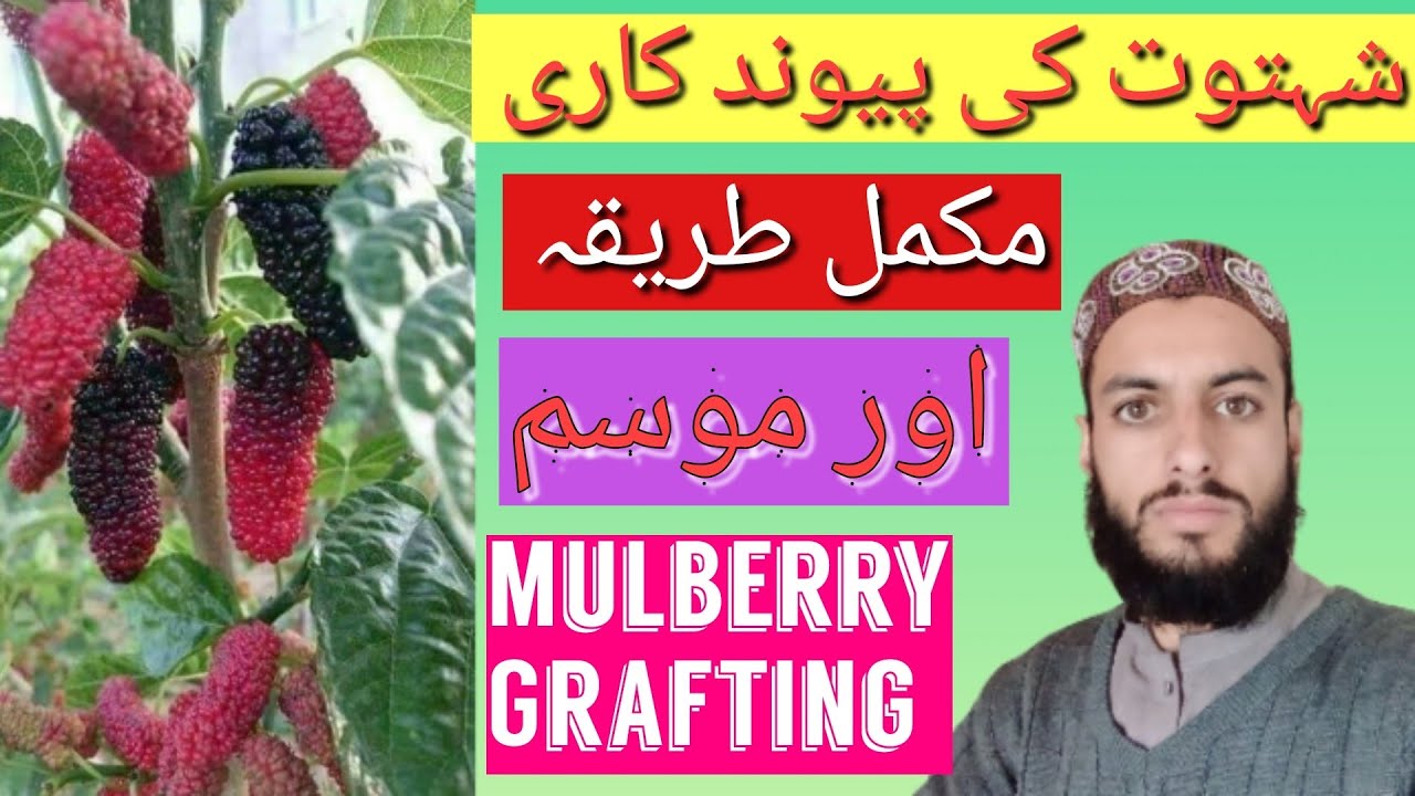 Mulberry Grafting Techniques | How To Graft Mulberry trees | Grafting Season | Mulberry fruit