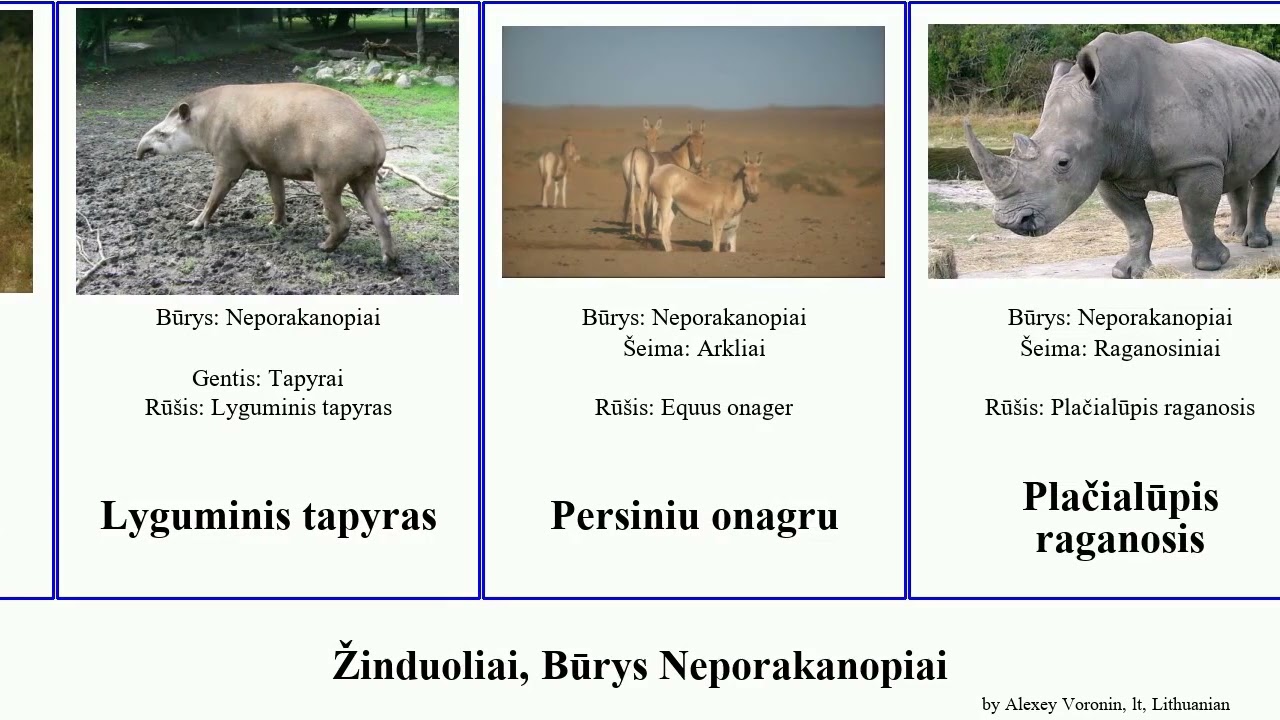 Žinduoliai, Būrys Neporakanopiai raganosis tapyras mammal zebras ungulate Kalninis Baltaliemenis