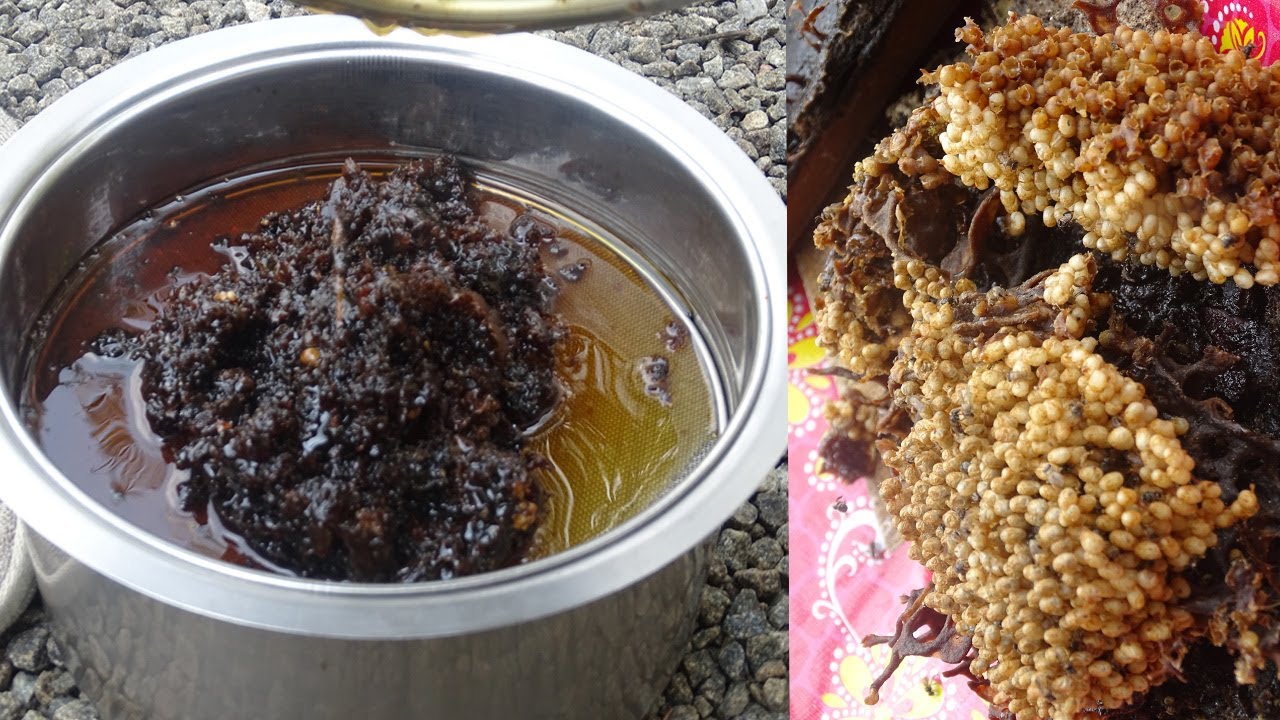 An easy Method To Honey Harvesting   of Stingless Bees