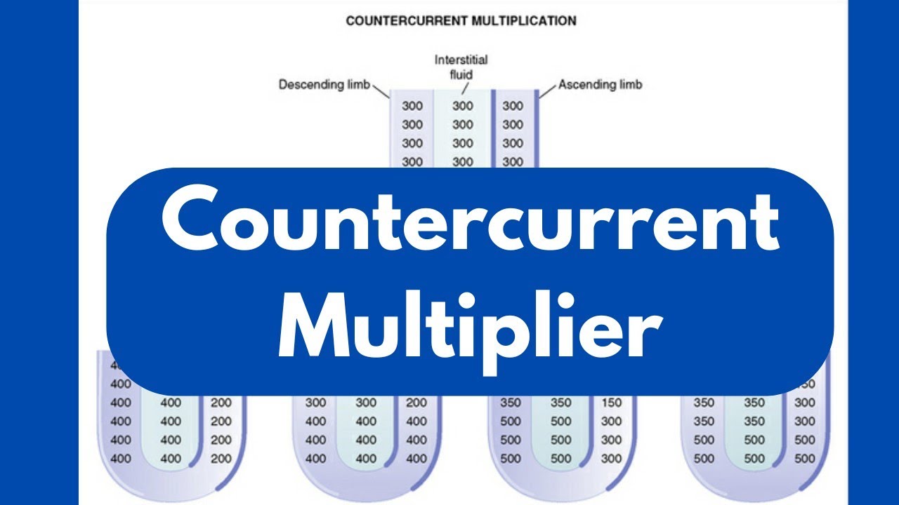 Countercurrent Multiplier Renal system physiology | شرح فسيولوجي بالعربي