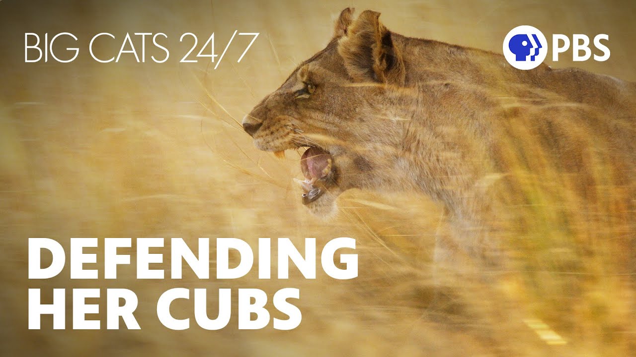 Fierce Lioness Saves Her Cubs Lives | Big Cats 24/7