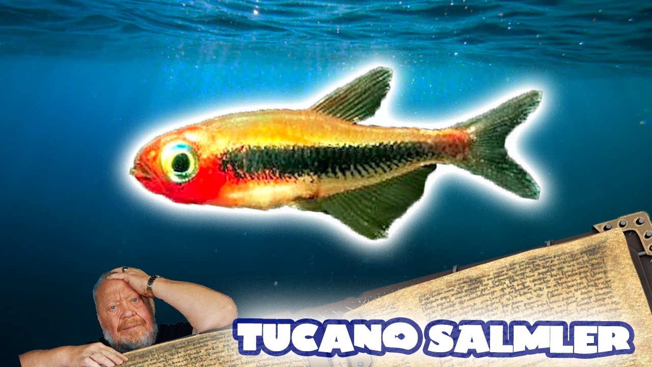 NEUES AUS DER WELT - TUCANO SALMLER | FISCHENZYKLOPÄDIE | ZOO ZAJAC