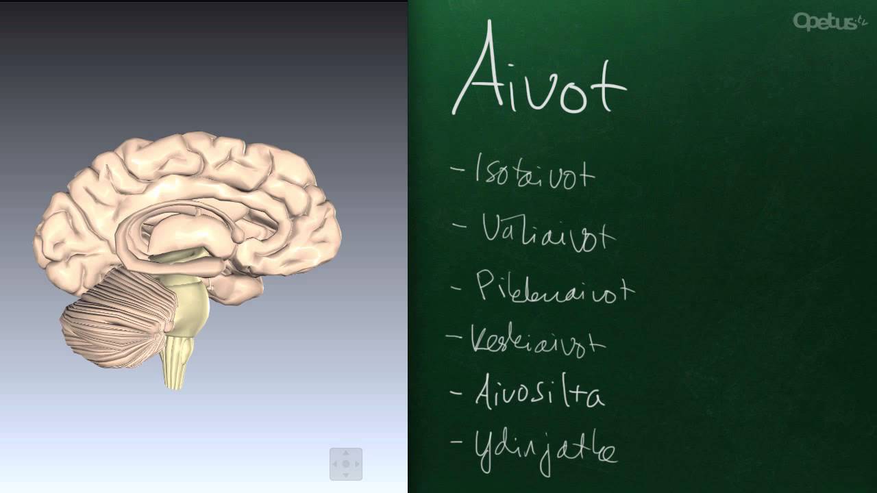 Aivot