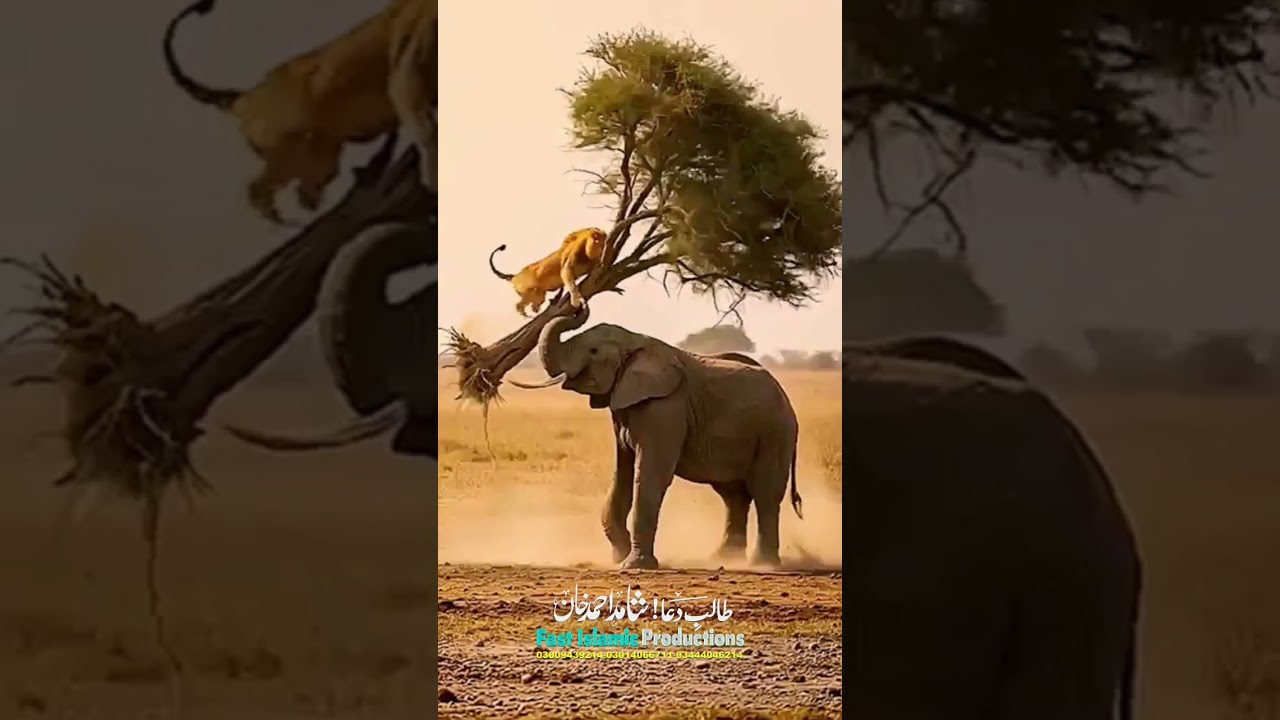 Surah At-Takwirسورة التكوير best recitation qari abdul basit #shorts #islamicpoduction #quran