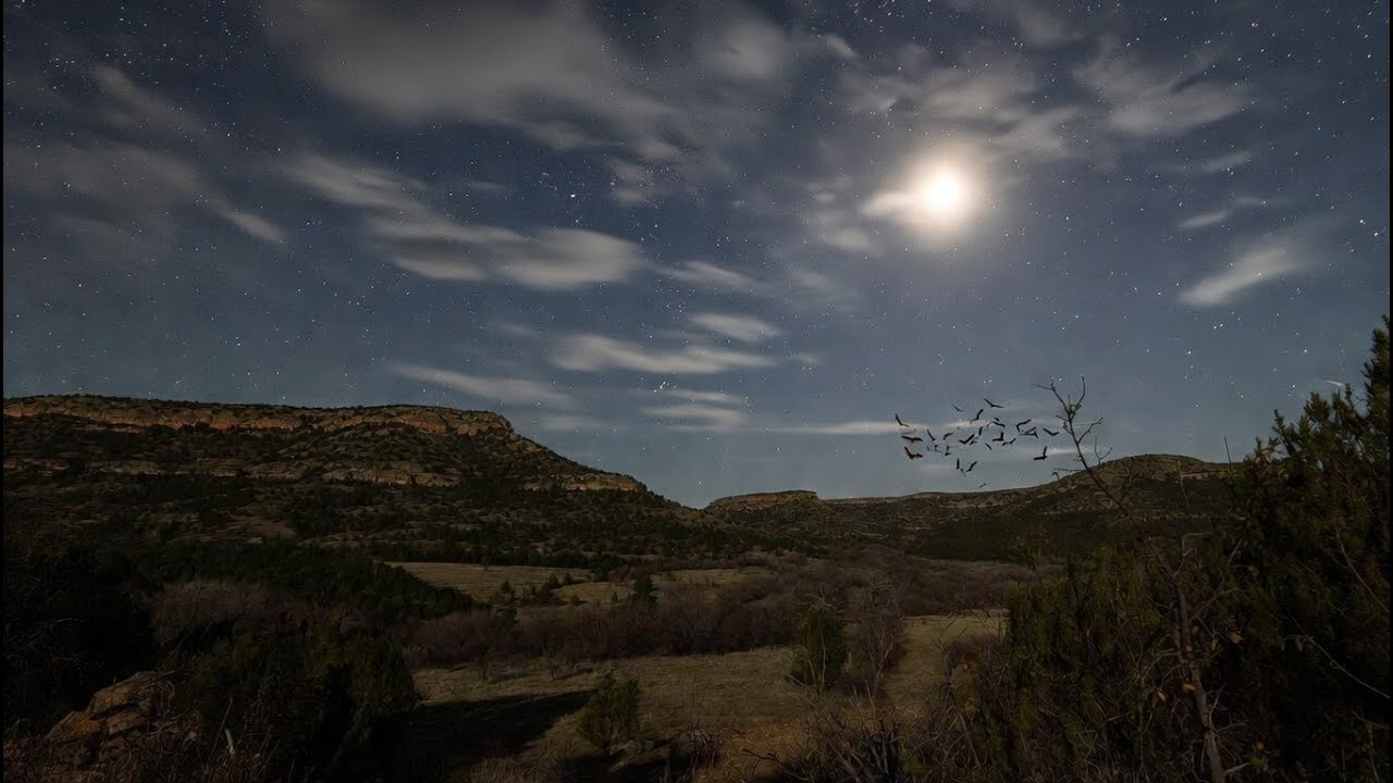 Texas Night Crickets & Bats | Sleep Sounds | 10hours | Black Screen