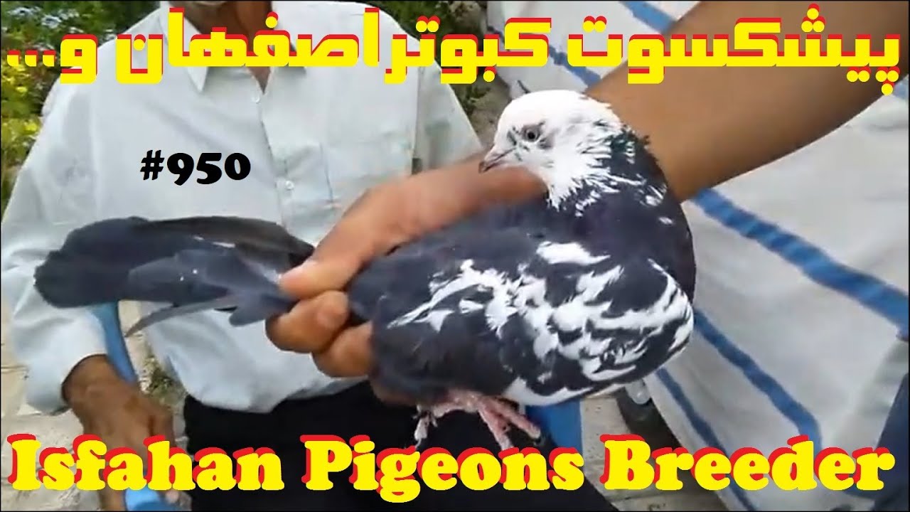 پیشکسوت کبوتر اصفهان خوزستان چهارمحال و بختیاری، استادابراهیم ابراهیمی ISFAHANI TUMBLER PIGEON BREED