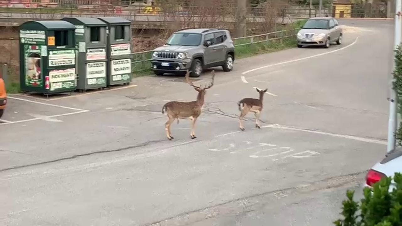 Casteggio, daini in via Pisani