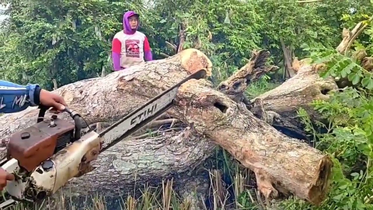 Penebangan pohon trembesi yang di persawahan