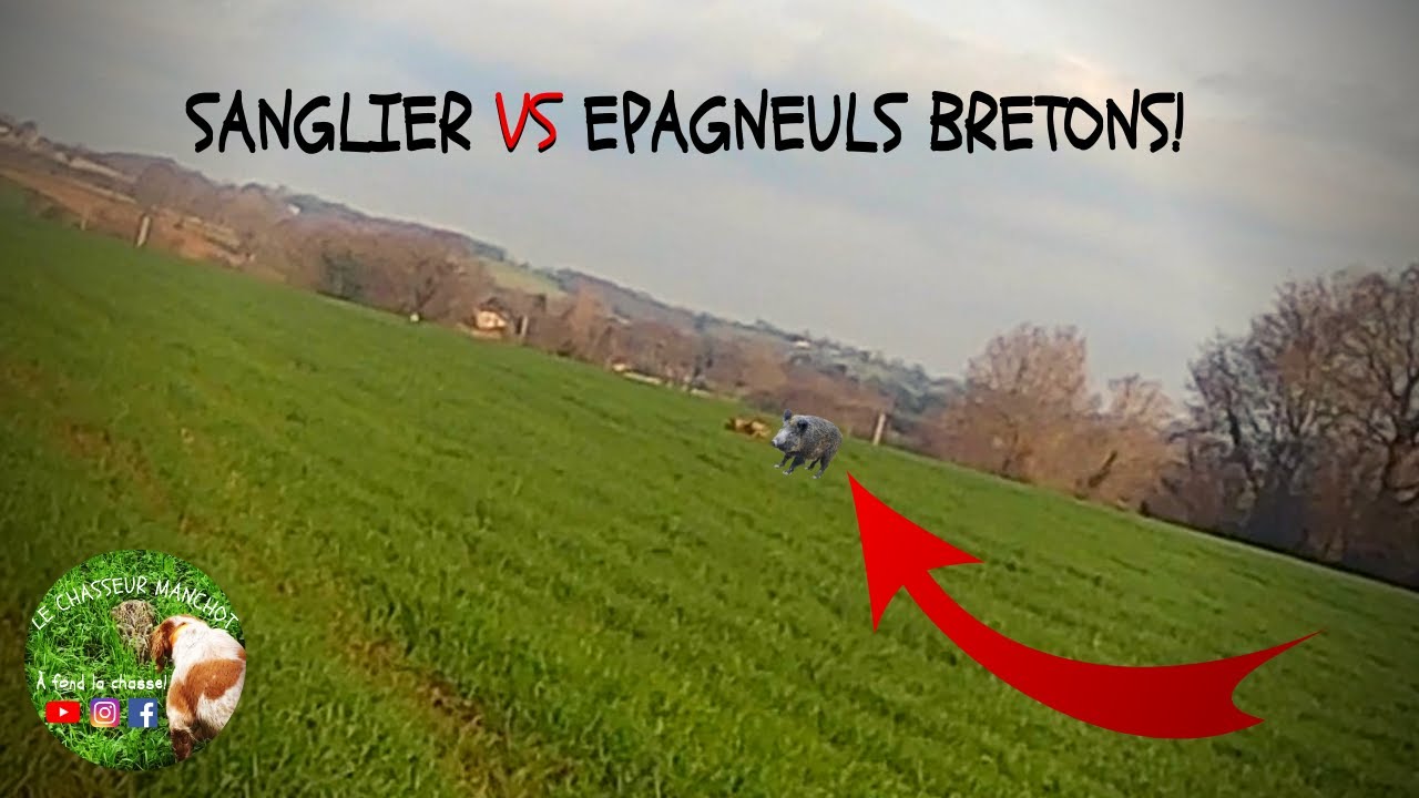 Chasse, Sanglier VS Epagneuls Bretons!!🐗🐶