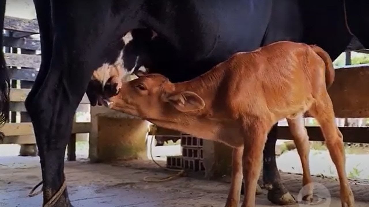 Cómo criar terneros sanos: cuidados clave en sus primeros meses de vida 🐄🌱- La Finca de Hoy