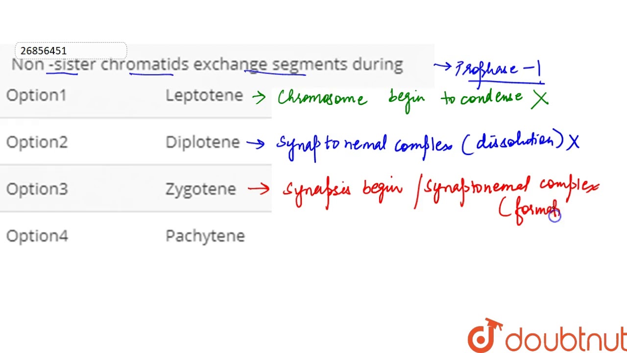 Non -sister chromatids exchange segments during