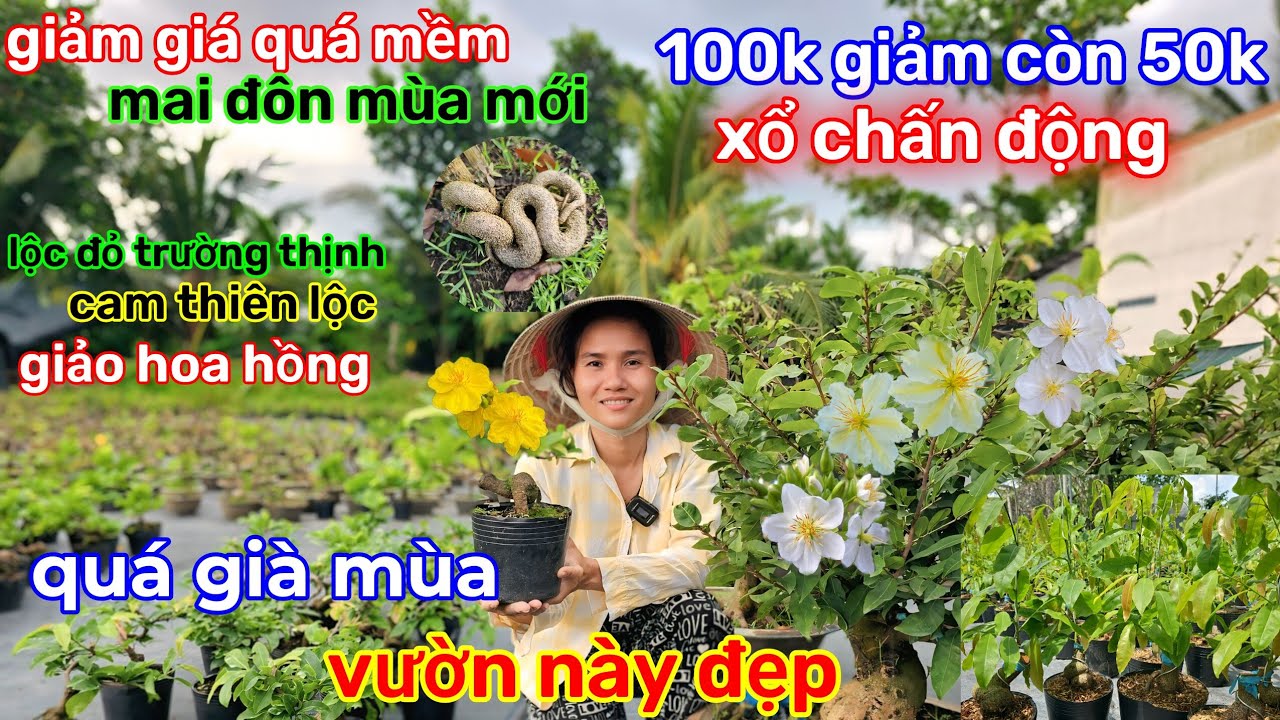 🌲7/3☎️Vườn mai Chị Bé☎️mai đôn mùa mới🌲giá 30k-50k-70k🌲Vườn chật bán bớt🌲đại hạ giá 
