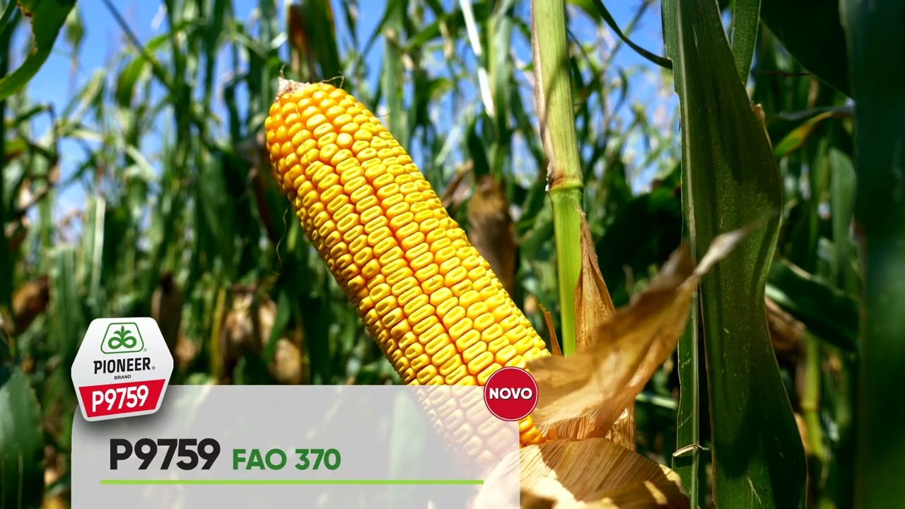 PIONEER hibridi kukuruza iz FAO 300 grupe zrenja