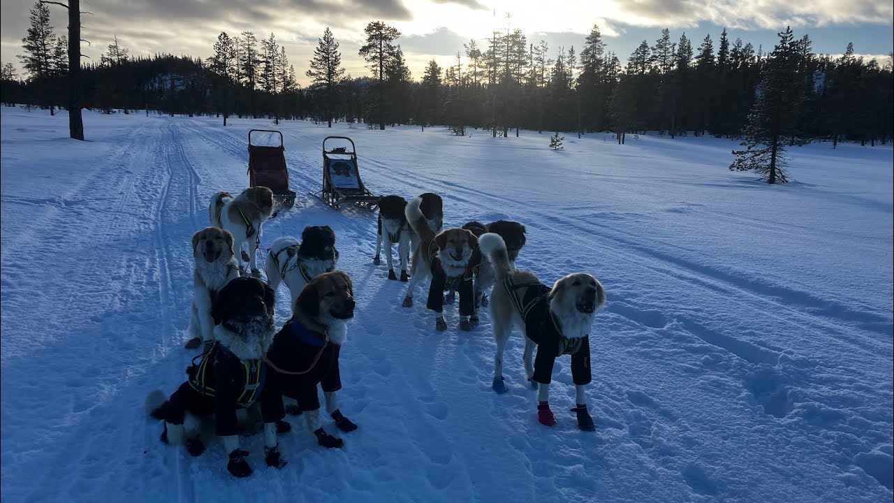 Expedice Eminent s Českými horskými psy - Švédsko 2024|Expedition to Sweden with Czech mountain dogs