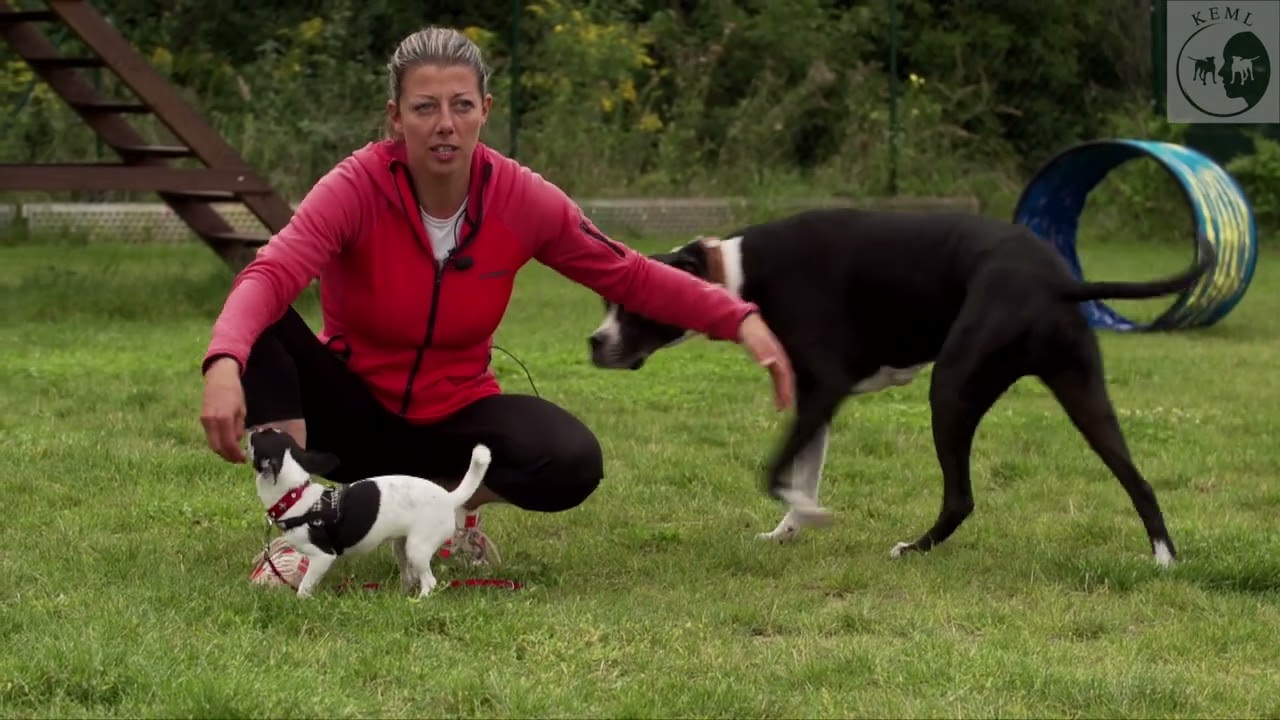 Hilfe ein fremder Hund! Wie meistere ich Hundebegegnungen erfolgreich?