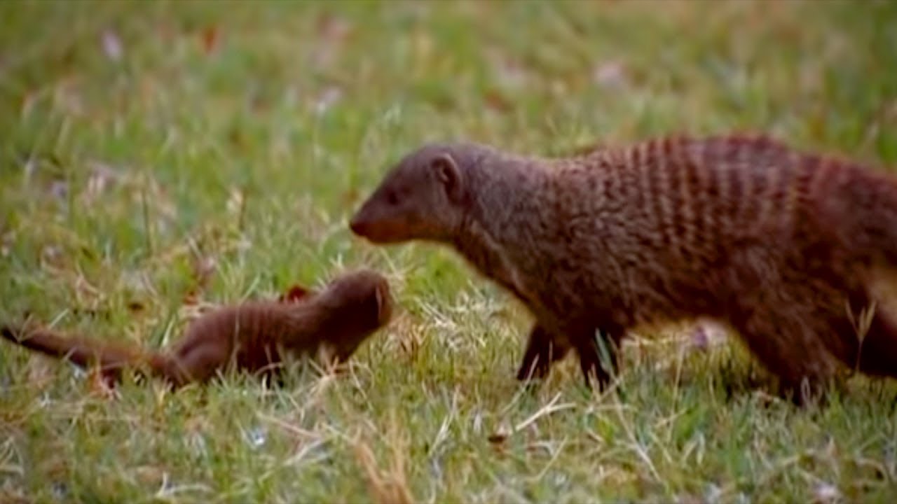 Fighting on All Fronts | Banded brothers (The Mongoose Mob) | BBC Earth
