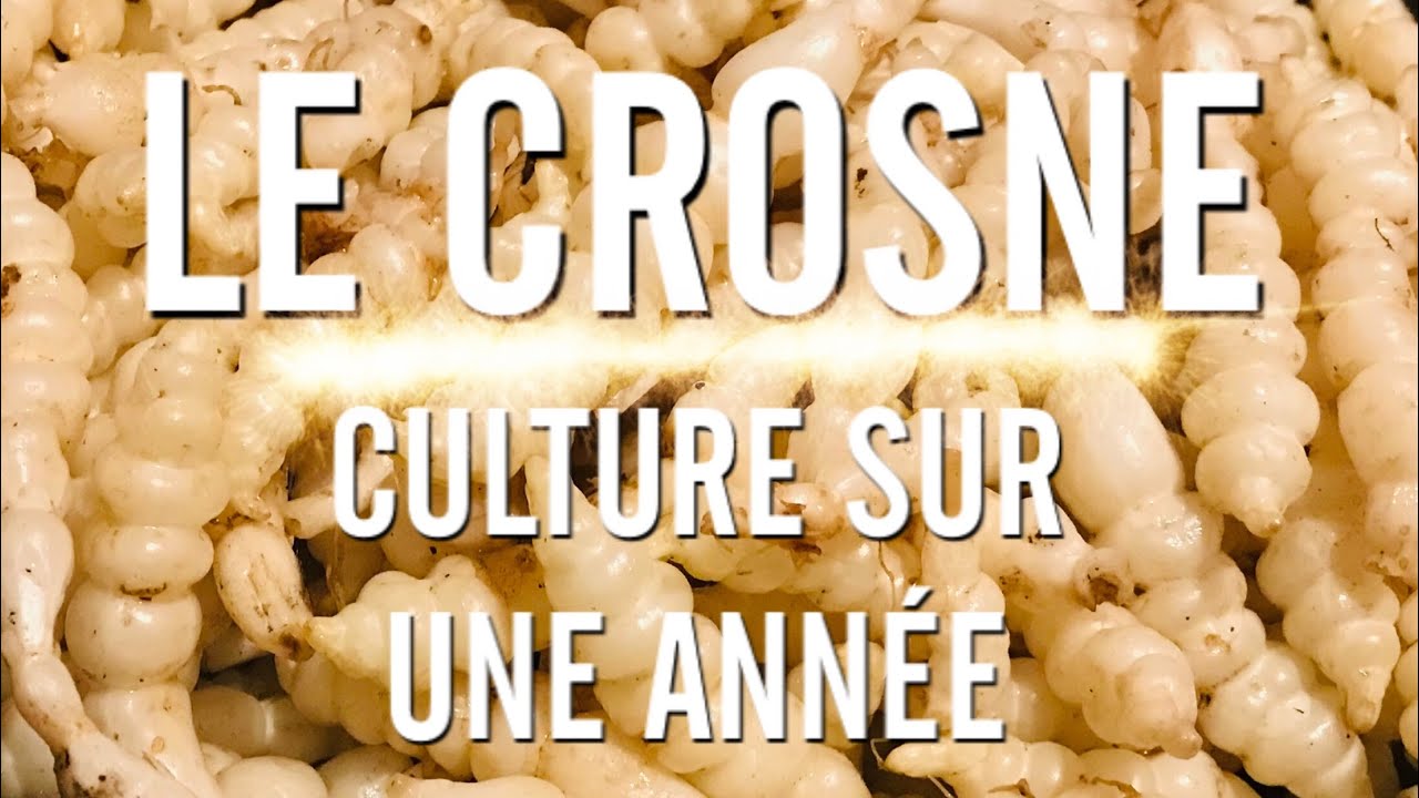Cultiver des crosnes au jardin, un l&eacute;gume d&rsquo;hiver savoureux