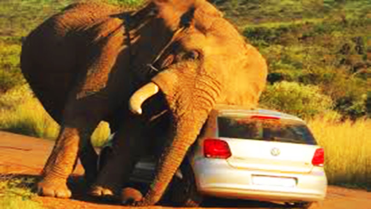 Why the Elephants Became the Killers?