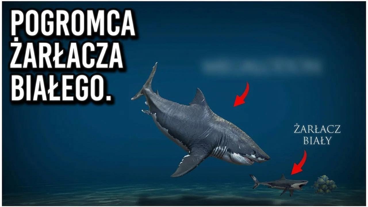 Prehistoryczny rekin, który straszył nawet żarłacza białego...