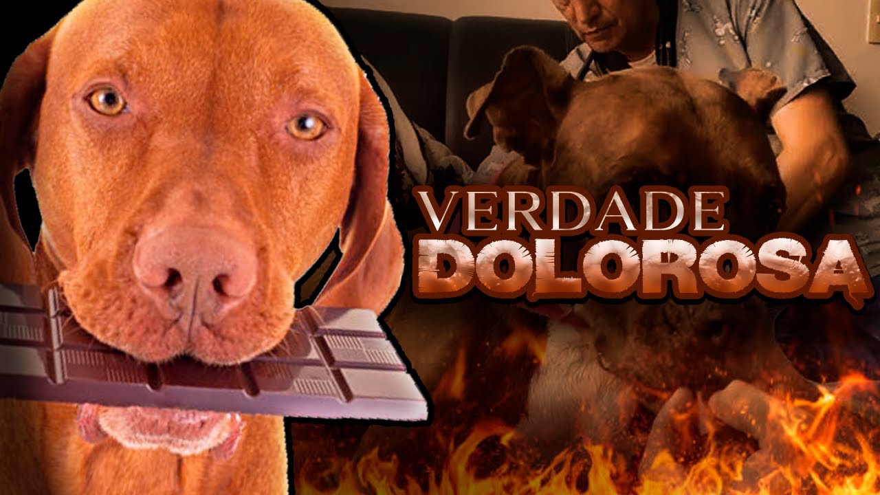 PESSOAS DANDO CHOCOLATE PARA CACHORROS...