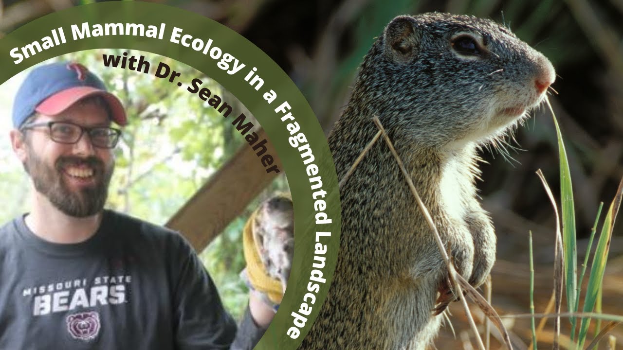 MPF Webinar: Small Mammal Ecology in a Fragmented Landscape with Dr. Sean Maher