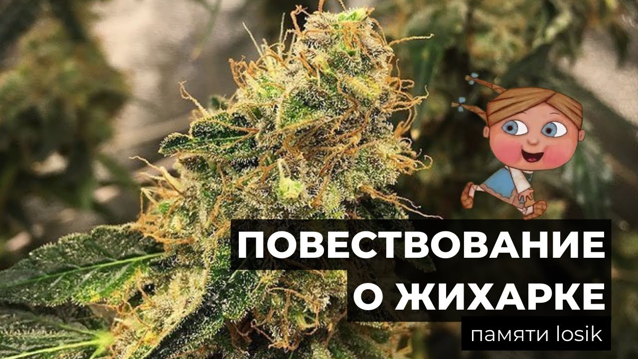 Auto Mazar от Dutch Passion | 112 дней = 257 гр | Повествование о Жихарке | Памяти losik