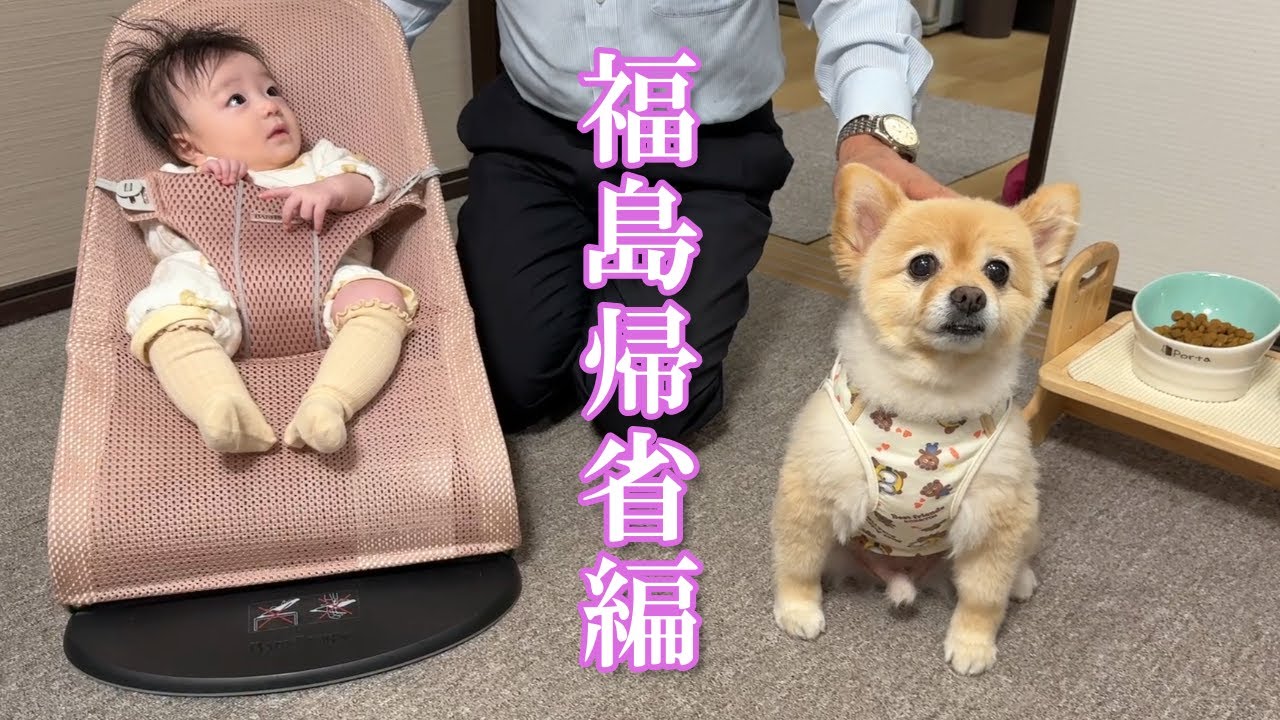 【福島帰省編】ポメくんと孫が福島に帰ってきてくれました！【ポメくん劇場開幕】