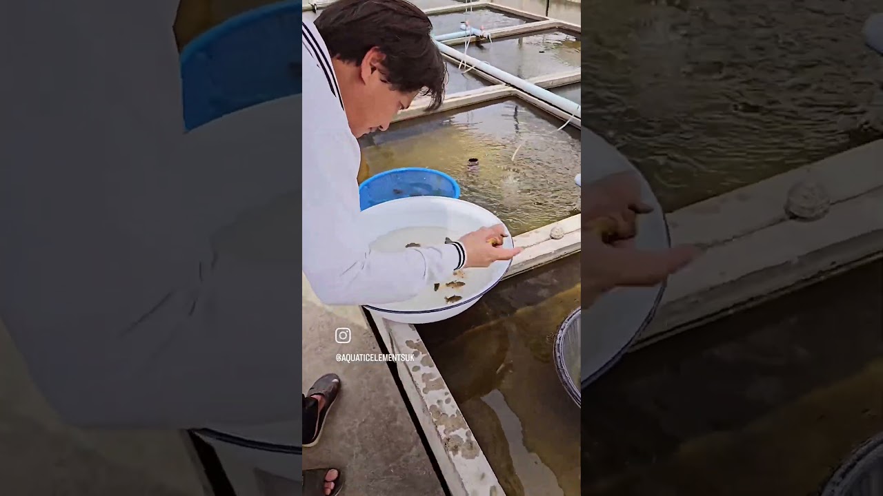 Hand selecting Oranda Goldfish | MENG goldfish farm 