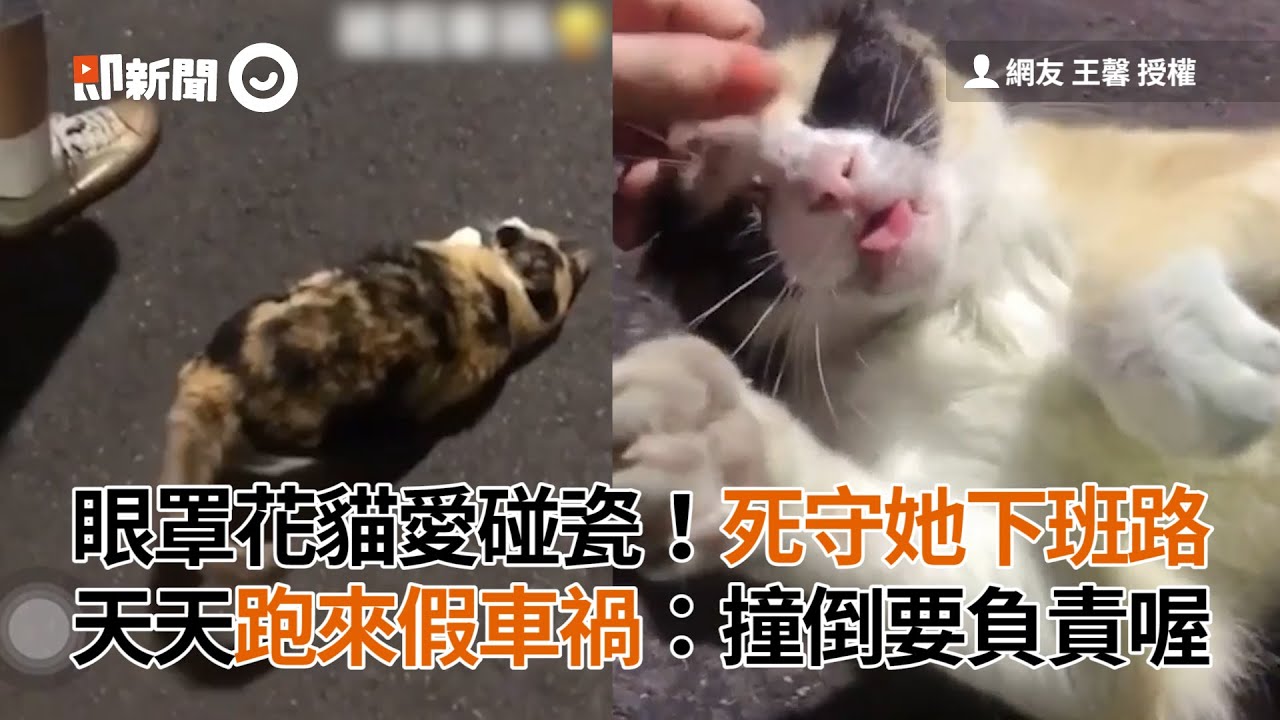 眼罩花貓愛碰瓷！死守她下班路　天天跑來假車禍：撞倒要負責喔│寵物│貓咪｜猫｜ねこ│Pet│Cat│Kitten