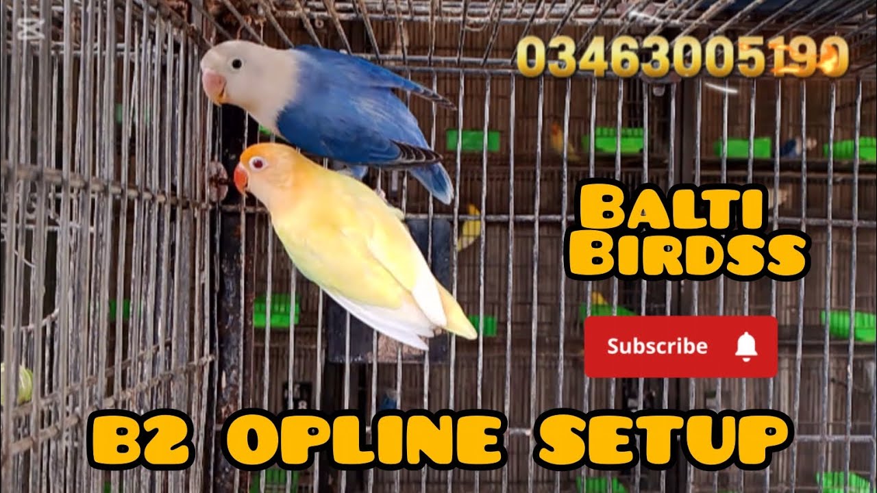 B2 OPLINE | BALTI BIRDS | LOVE BIRDS SETUP | STEEL TOWN