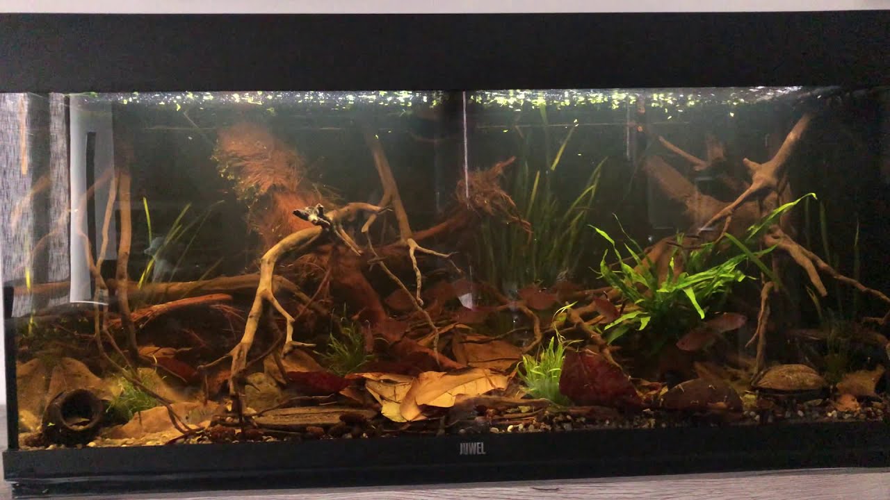 Mikrogeophagus Altispinosus (Bolivian Ram) - Juwel Rio 180