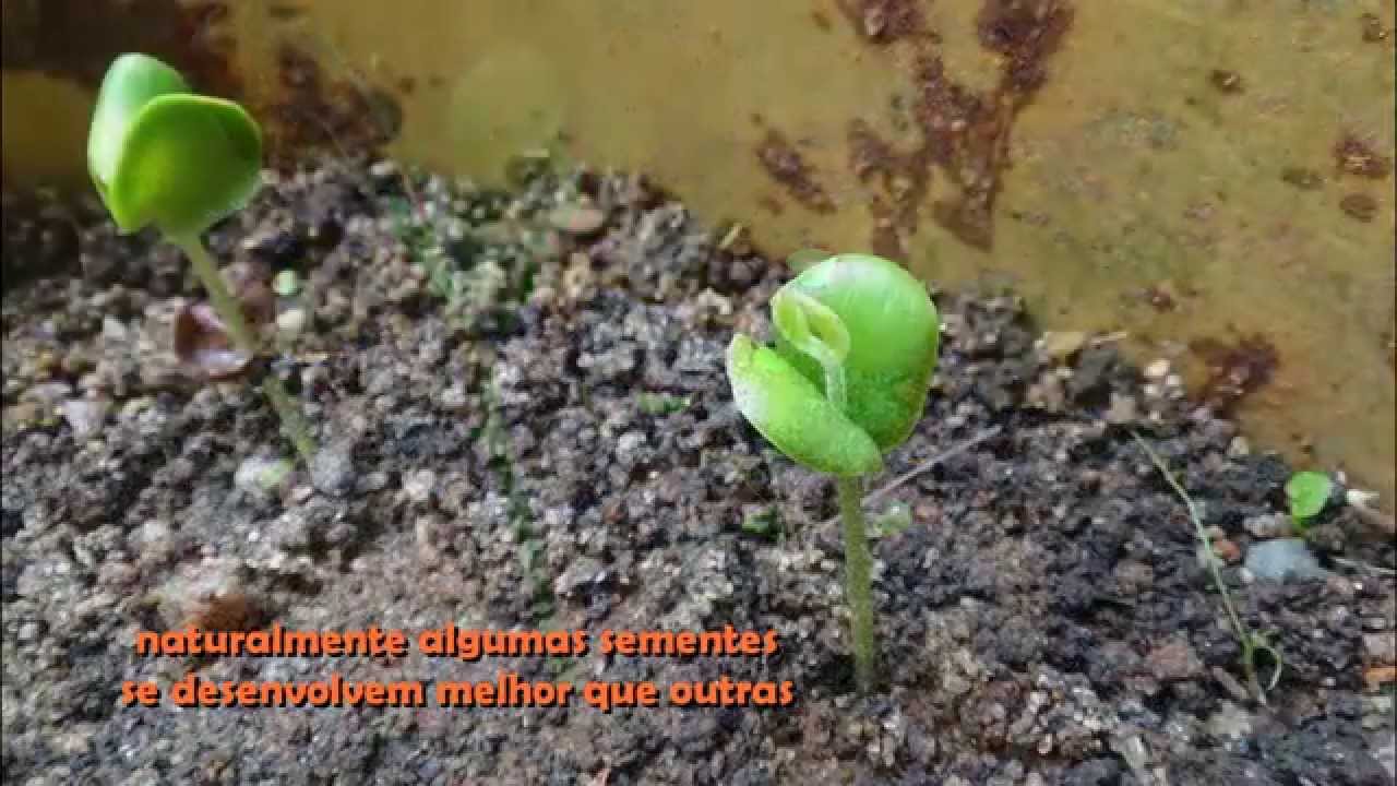 Pau Brasil - caesalpinia echinata (plantio e germinação)
