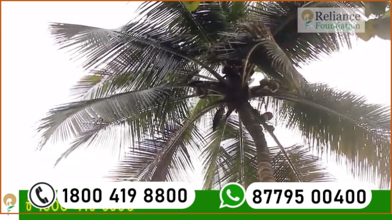 തെങ്ങിലെ മഞ്ഞളിപ്പ് രോഗം | Disease Management of Yellow Leaf Disease for Coconut Crop