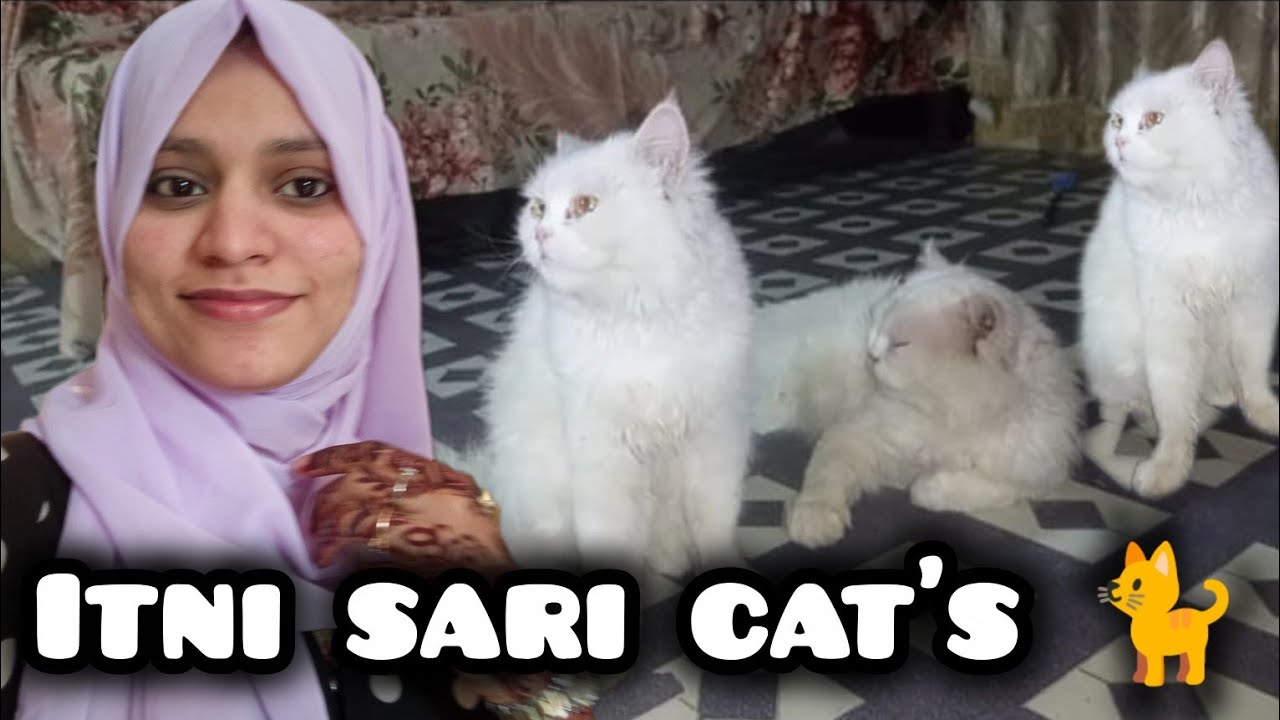  itni sari cat's 🐈 lai Ami ne 😍 (Horan Daily Vlog ♥️)