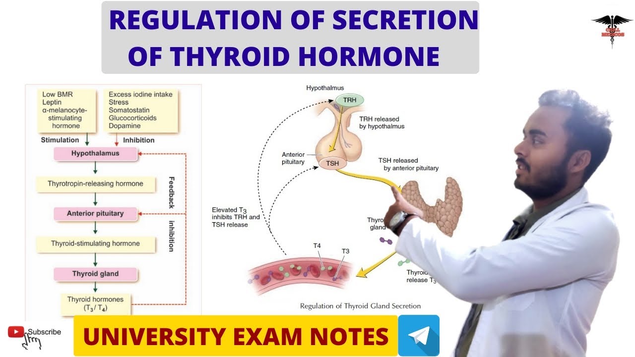 Regulation Of Thyroid Hormone Secretion || Endocrine Physiology