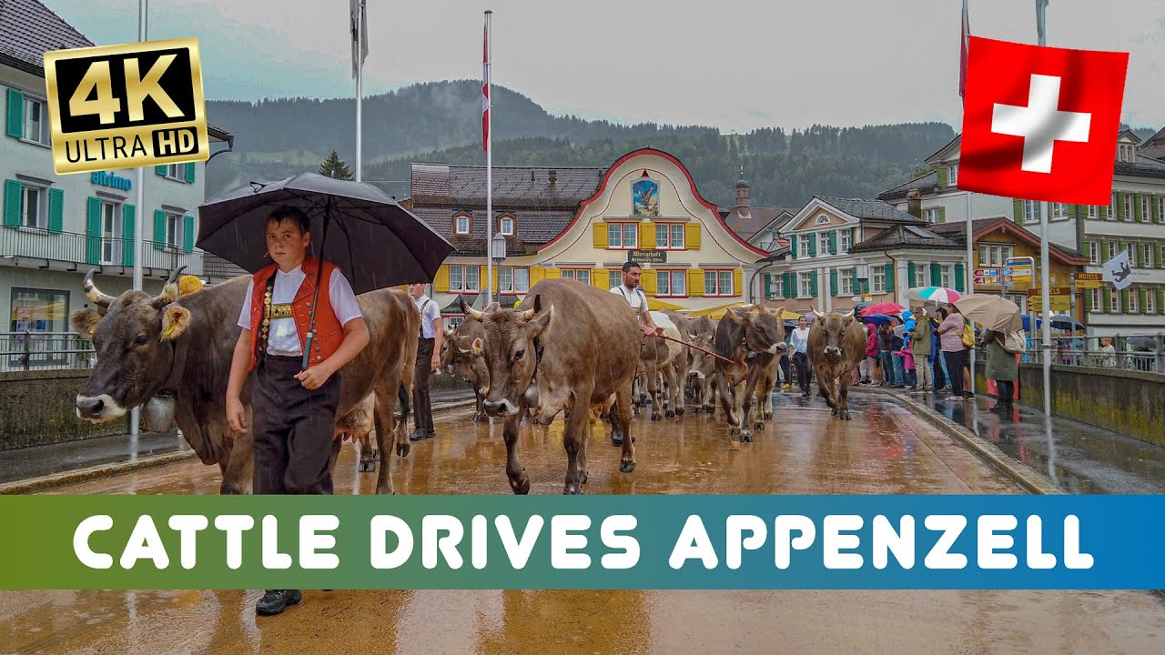 wonderful Swiss custom🇨🇭goats & cows walk to Appenzell 🐮 cattle drives back from the alps 🫶