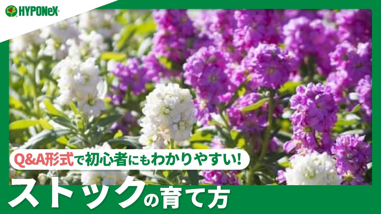 ☘151：ストックの育て方｜基本的な育て方が知りたい！水やりや肥料など日々の管理をご紹介 【PlantiaQ&A】植物の情報、育て方をQ&A形式でご紹介