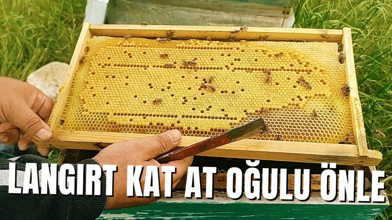 OĞULU ÖNLE SIKIŞIK ARIYI OĞULA HEVES ETTİRME DALDAN TOPLARSIN!!/ SIKIŞIK ARIYA KAT AT OĞULU ÖNLE!!