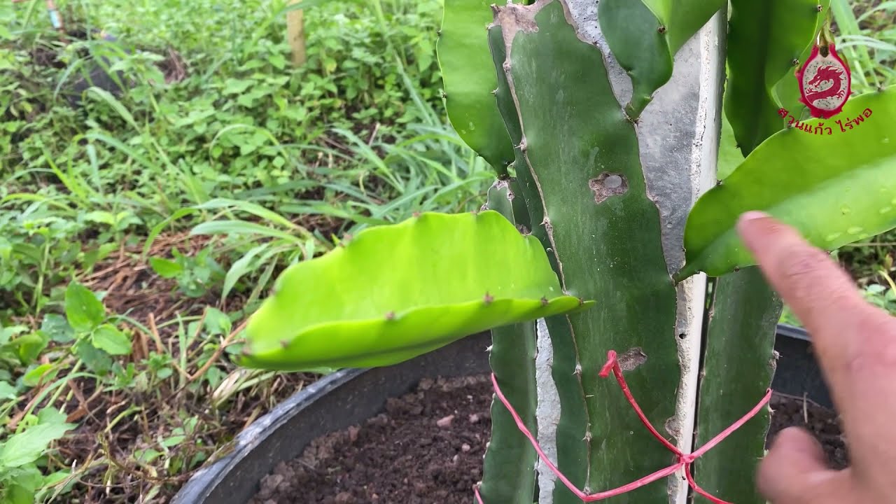 ขั้นตอนการปลูกแก้วมังกร #2 How to Grow Dragon Fruit #2 (แต่งกิ่ง)